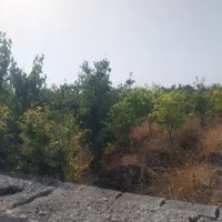 300متر-مربع-مناسب-چهار-دیواری-درخت-انگور-دارد