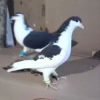 دوتا کبوتر ساده یکی چپ