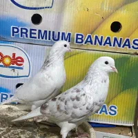 فروش فوری کبوتر کفتر ۲۰ عدد|پرنده|نوشهر, |دیوار