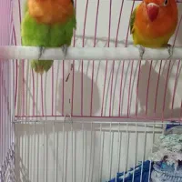 طوطی برزیلی|پرنده|ری, دولتآباد|دیوار