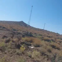 میش چاق ، قورمه ای،