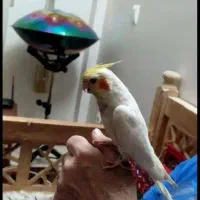 گمشده عروس هلندی