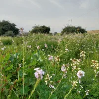 زمین مجتمع ثبوت ۲|فروش زمین و ملک کلنگی|برازجان, |دیوار