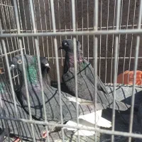 چهارتادم سفید