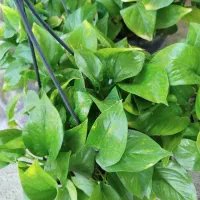 گلسرای نفتک|گل و گیاه طبیعی|مسجد سلیمان, |دیوار