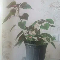 گلهای حسن یوسف زیبا