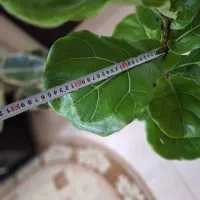 فیکوس لیراتا با گلدان سفالی مشکی|گل و گیاه طبیعی|شاهینشهر, نسیم ۵|دیوار