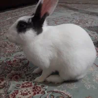 خرگوش اهلی(خانگی)