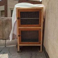 جفت کنی کبوتر یا کفتر بسیار عالی و نو