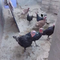 بوقلمون|حیوانات مزرعه|زیویه, |دیوار