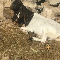 بز پاکستانی. اصیل