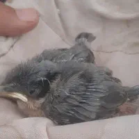 پرنده قناری