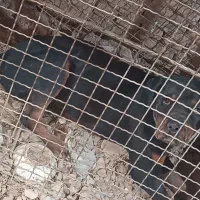 سگ روتوایلر  نر 12ماهه