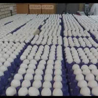 پخش تخم مرغ روزایلیا