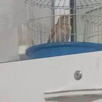 سهره خاکی روانی