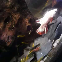 فروشی تعدادی ماهی|ماهی|رشت, کاکتوس|دیوار