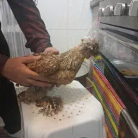 مرغ برهما فانتزی تخم گذار و تخم دارد