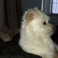 سگم گمشده|حیوانات|لاهیجان, پردسر|دیوار