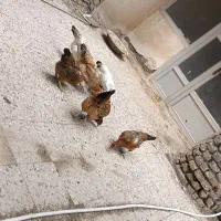 مرغ طاقچه