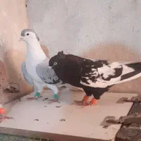 8 عدد ماده رنگی.۳ نر قلدر .سه جوجه