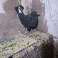 پلنگ شازده نر
