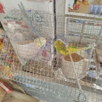 دوتا مرغ عشق نر بالغ 400تومن