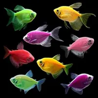 فروشگاه آکواریوم مریوان|ماهی|مریوان, |دیوار