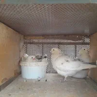 بارجدید|پرنده|کوهدشت, |دیوار