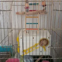 قفس عروس هلندی با لوازم