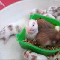 همستر|موش و خرگوش|رفسنجان, |دیوار