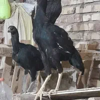 خروس و دو  مرغ لاری جوجه ۱۰ ماه