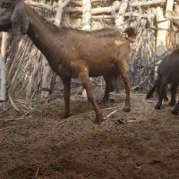 بزو کهره ماده|حیوانات مزرعه|اسماعیلی, |دیوار