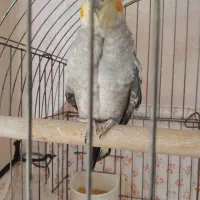 عروس هلندی نر ۷ ماهه|پرنده|زنجان, |دیوار