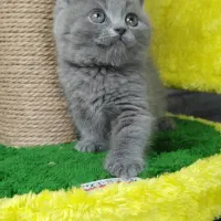 اسکاتیش بلو. لانگ هیر