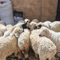 گوسفند نر دمخونگی