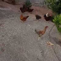 فروش مرغ وخروس و مرغابی