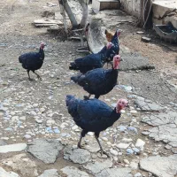 بوقلمون نر و ماده