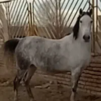 دو تا اسب عالی
