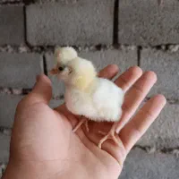 نه عدد جوجه مرغ گلین اصیل