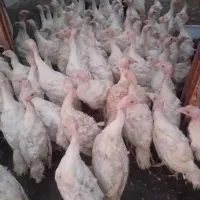 جوجه بوقلمون بیوتی دوماهه