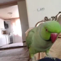 ملنگو نررام و سخنگو