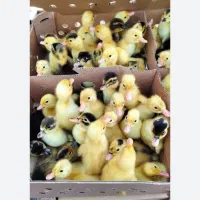 همستر،جوجه مرغ،خروس،جوجه گلپای،کبوتر عمده