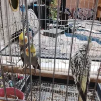 سه عدد عروس هلندی دو عدد ماده یکیش نر|پرنده|اراک, |دیوار