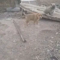 کوچوک هم قال