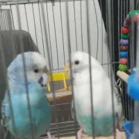 جفت مرغ عشق|پرنده|تهران, مهرآباد جنوبی|دیوار