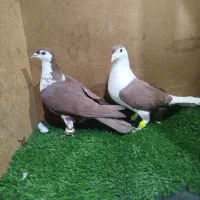 طوقی سوسکی ساده