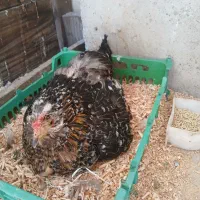 مرغ و خروس