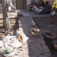 فروش غاز و اردک|حیوانات مزرعه|اردبیل, |دیوار