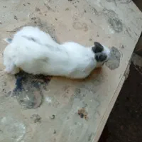 فروش خرگوش