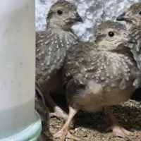 جوجه